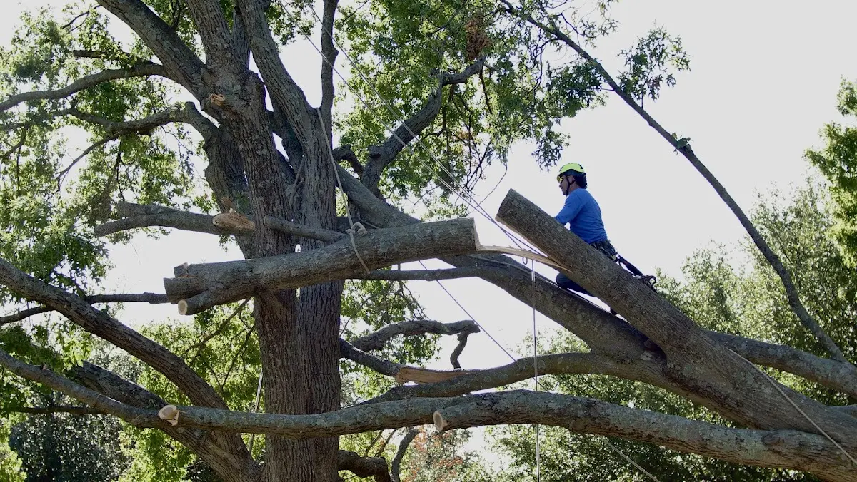 Professional Crown Thinning performed by certified arborists in Marne